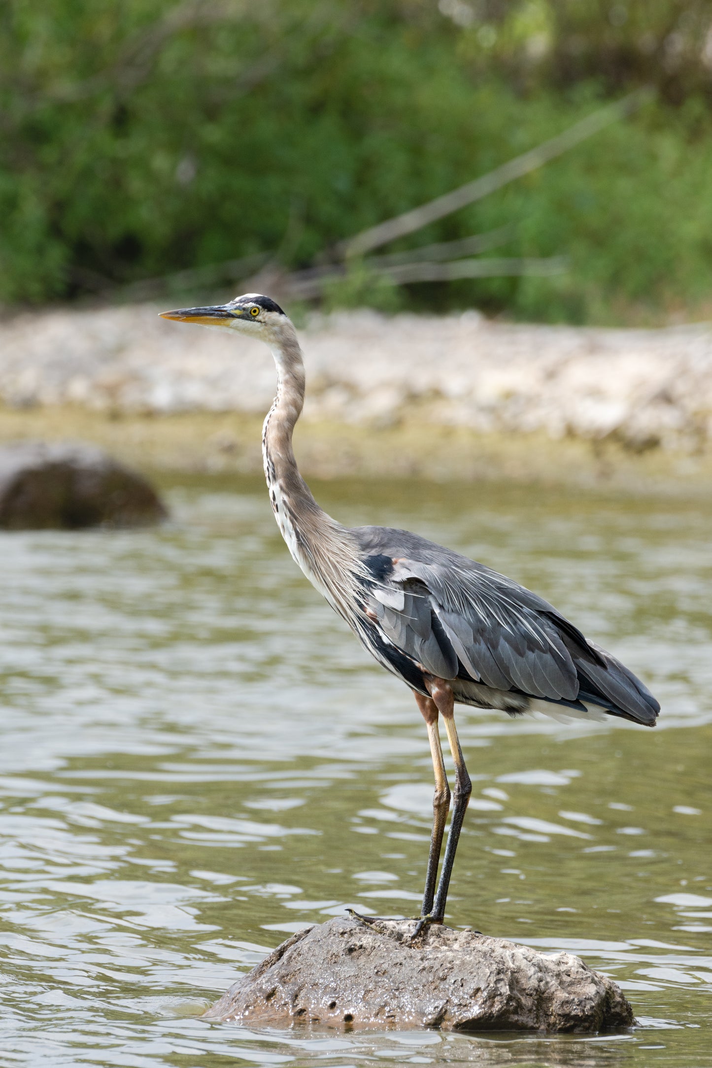 Heron and Happy