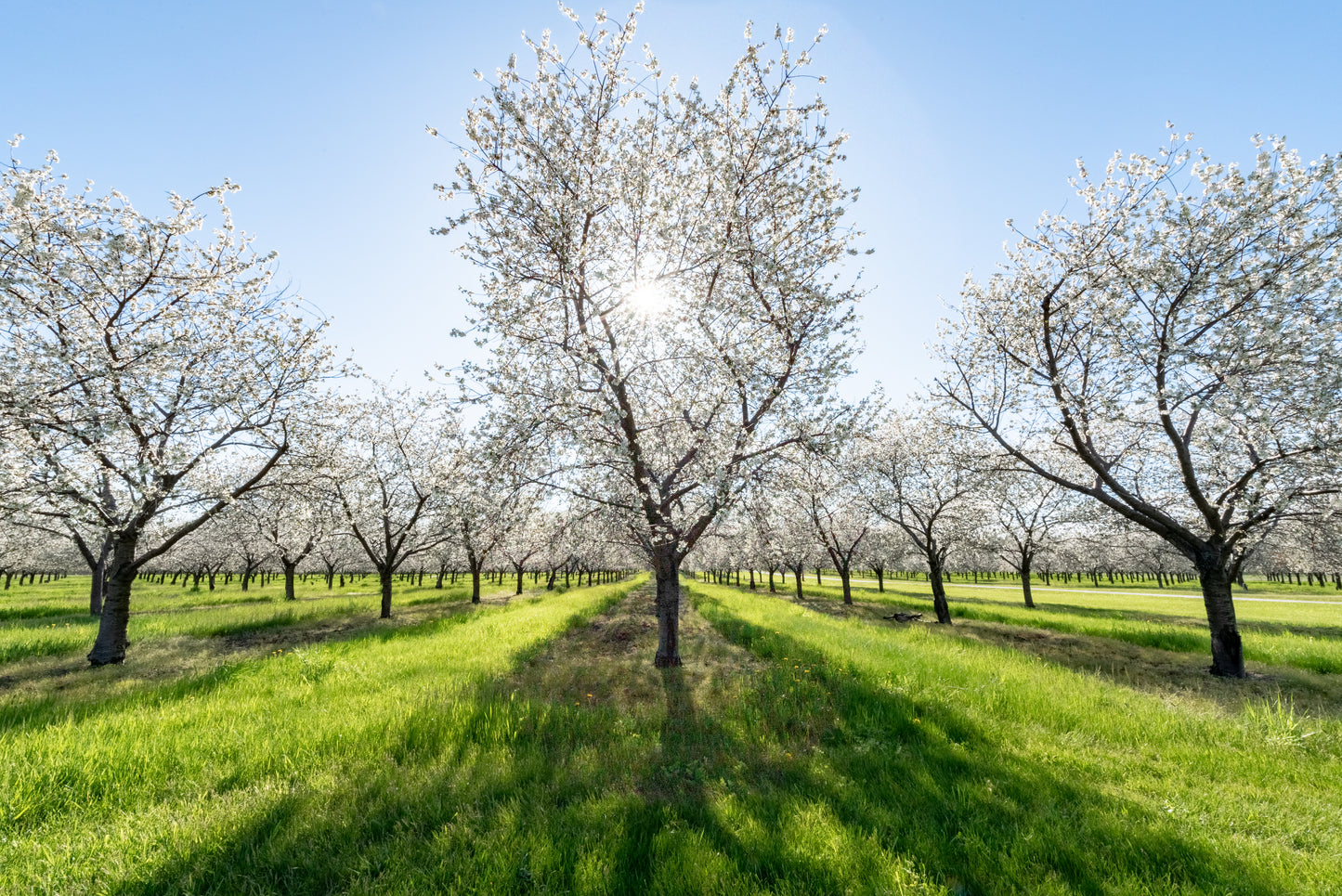 Cherry Blossom Orchard