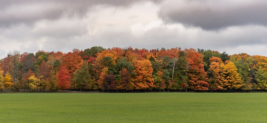 Fall Colors Panorama