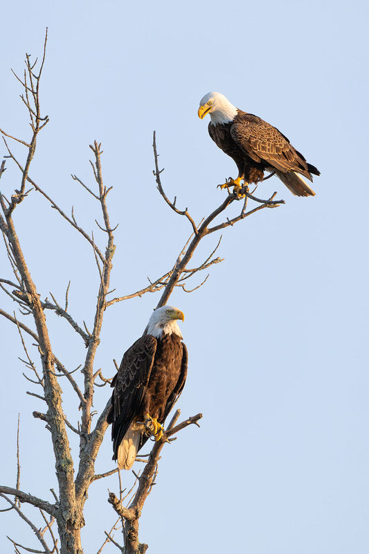 Judgemental Eagles