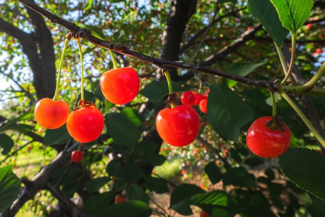 Cherries Too