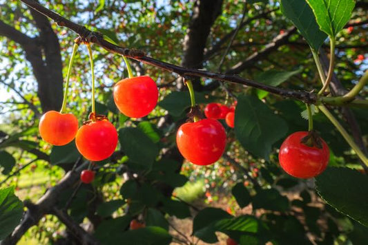 Cherries Too