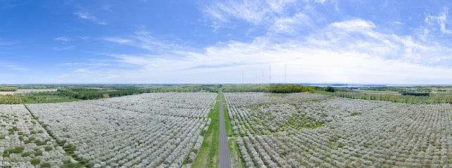 Cherry Blossoms Panorama