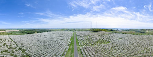Cherry Blossoms Panorama