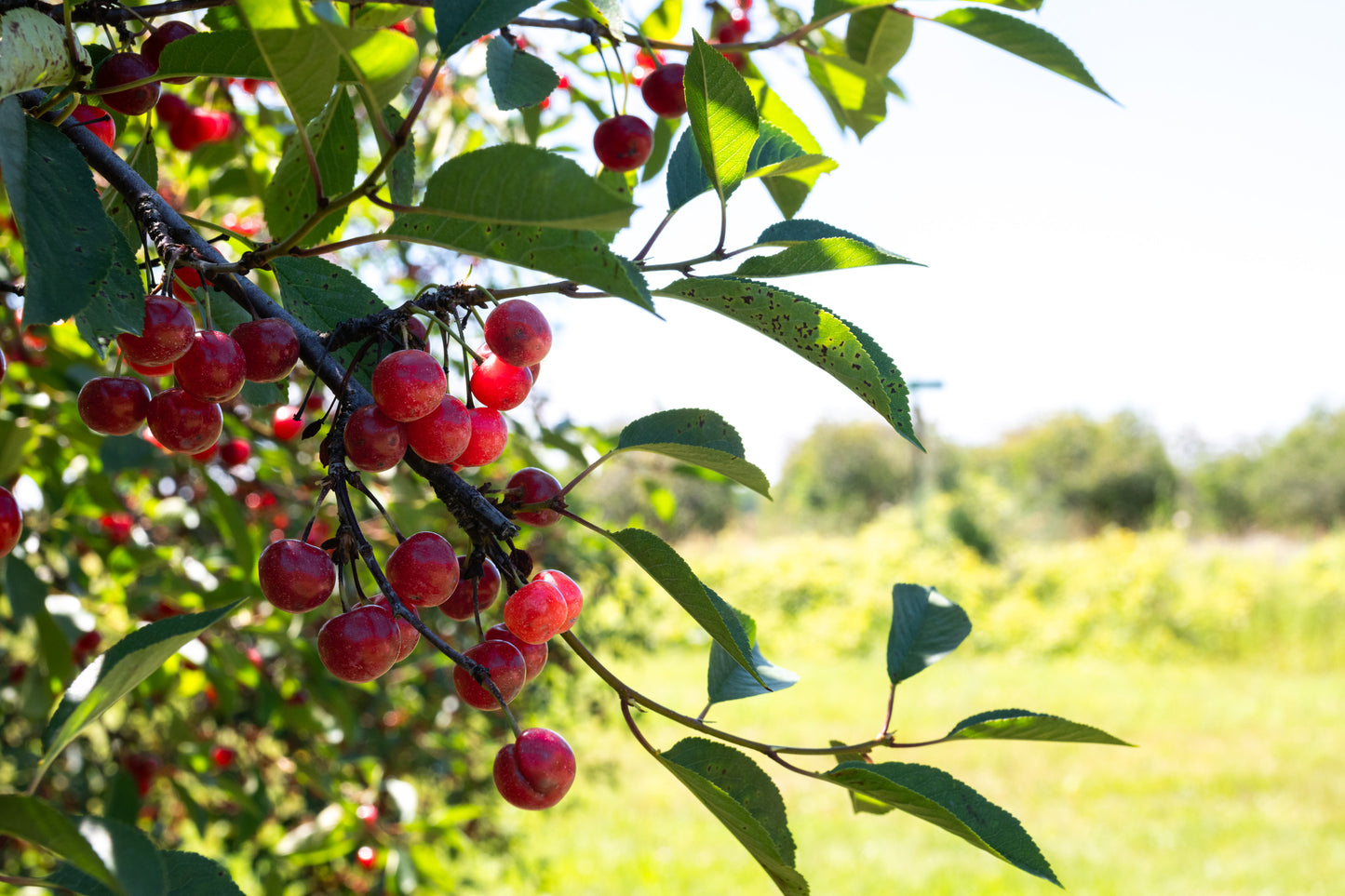 Cherries