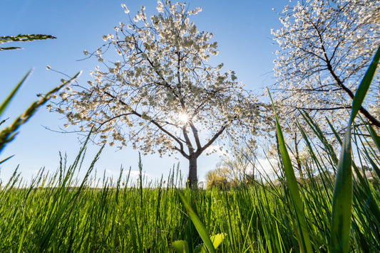 Spring Sun Through The Blossoms