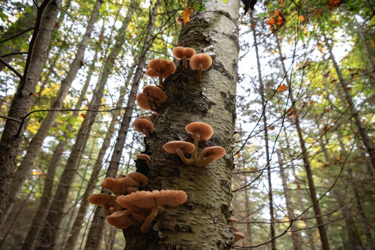 Shrooms on a Tree