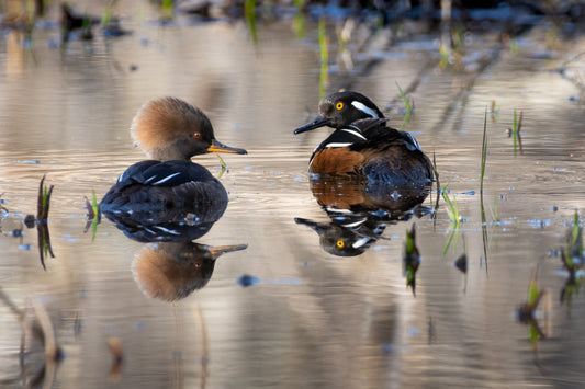 Mirror Image