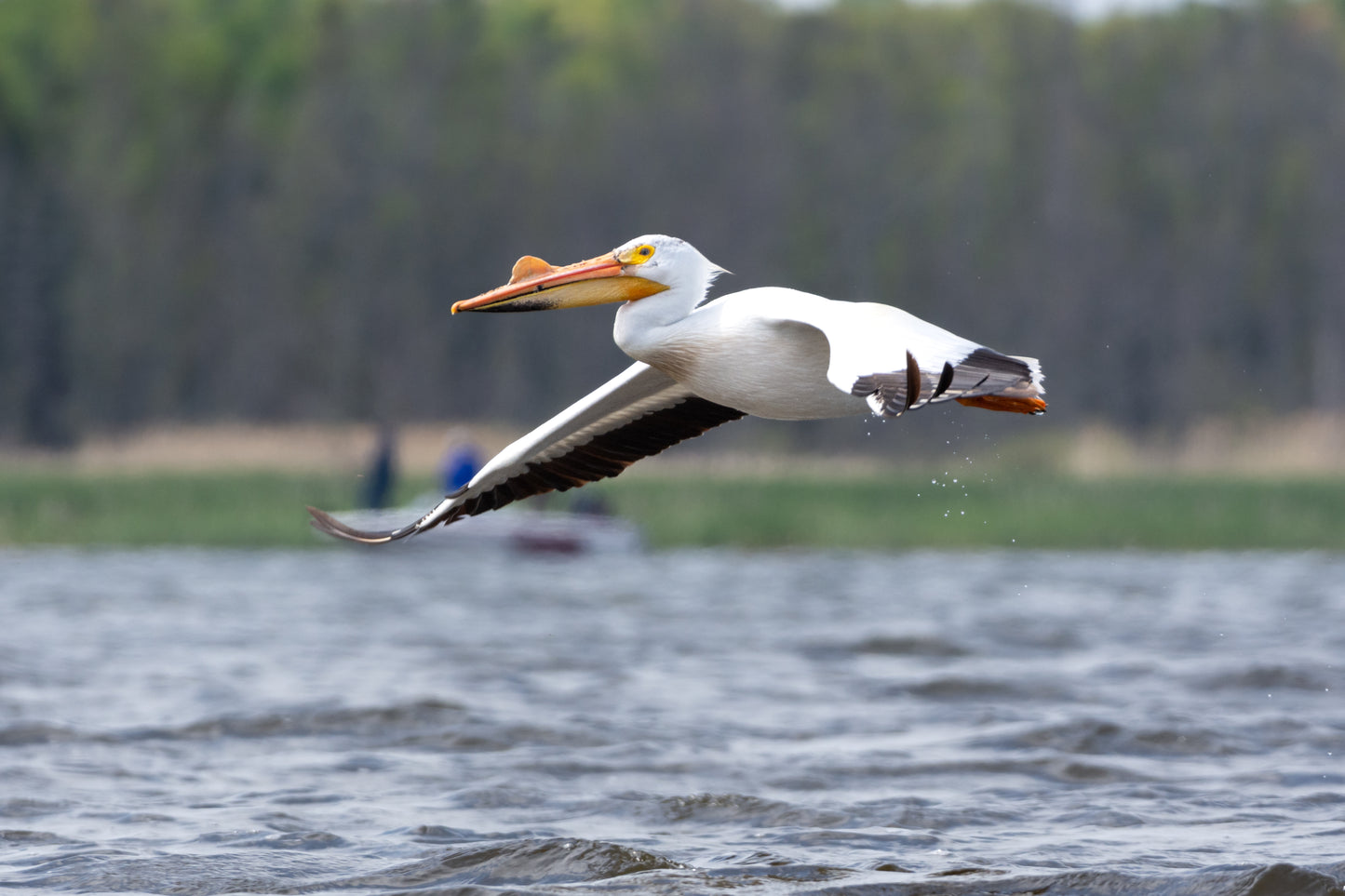 Perfect Pelican