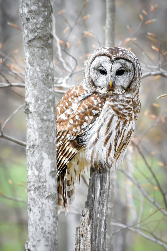 Barred Owl at Logan Creek