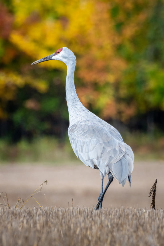 The Crane Stands Alone