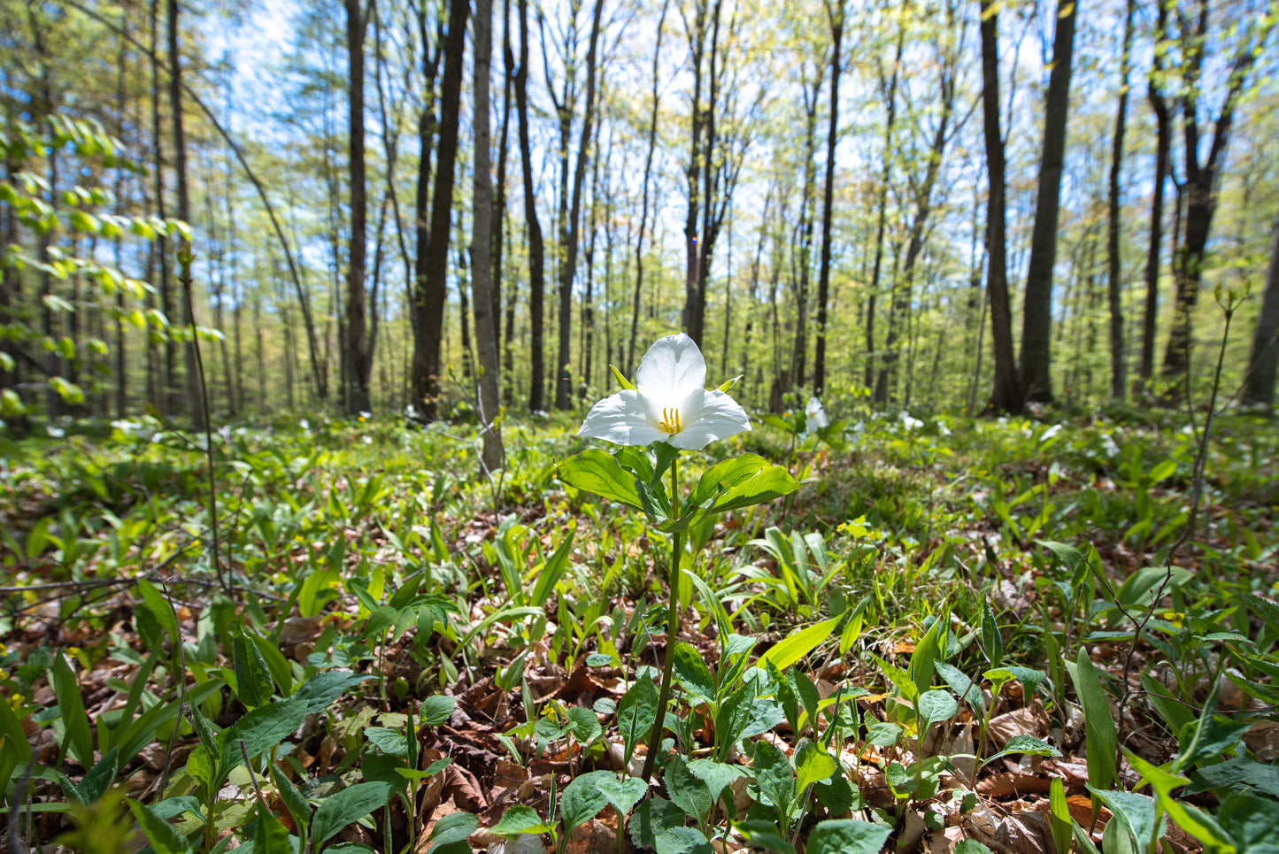 Trillium Stands Alone