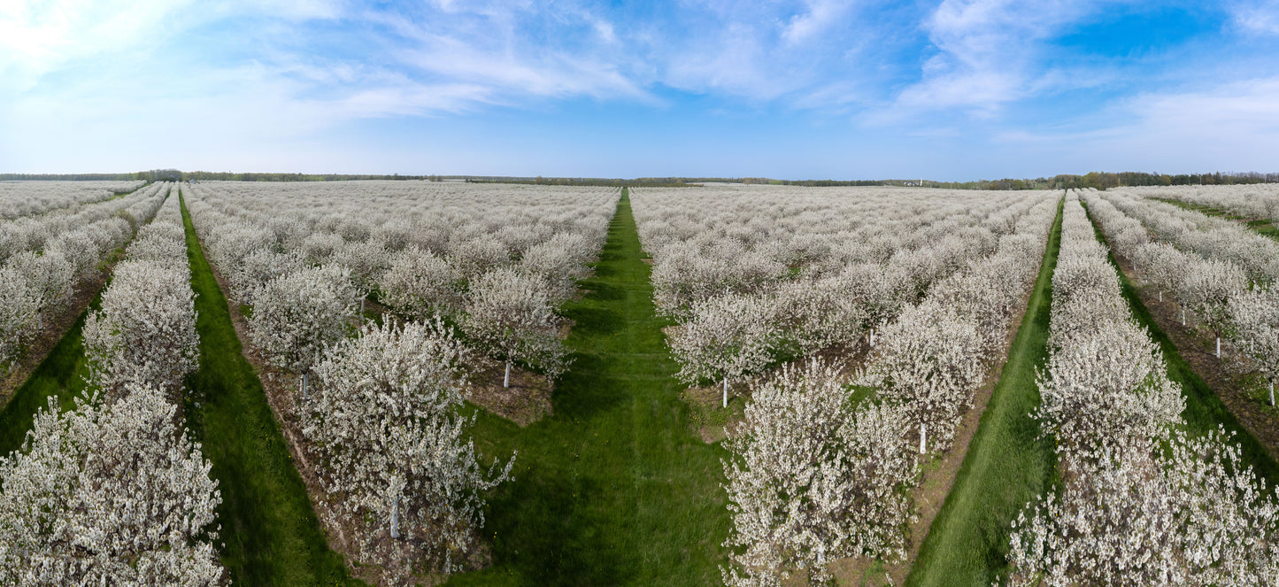 Cherry Blossoms Panorama